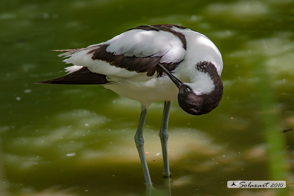 Recurvirostra avosetta: Avocetta; Pied Avocet