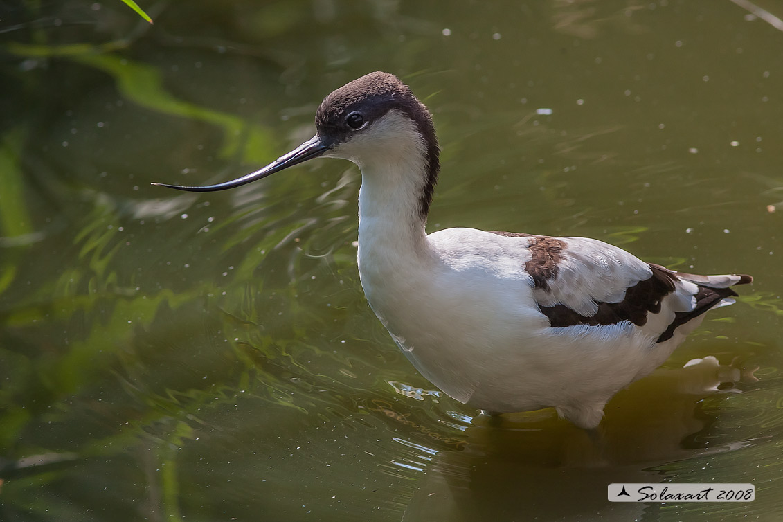 Recurvirostra avosetta: Avocetta; Pied Avocet