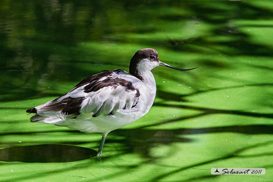 Recurvirostra avosetta: Avocetta; Pied Avocet