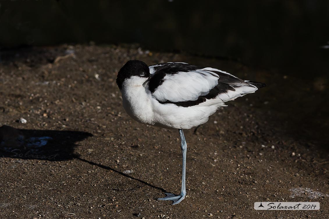 Recurvirostra avosetta: Avocetta; Pied Avocet