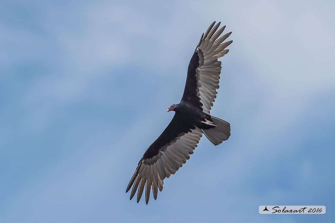 Cathartes aura:   Avvoltoio collorosso;  turkey vulture