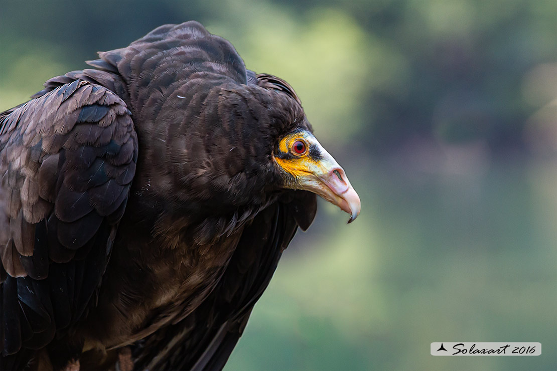 Cathartes aura:   Avvoltoio collorosso;  turkey vulture