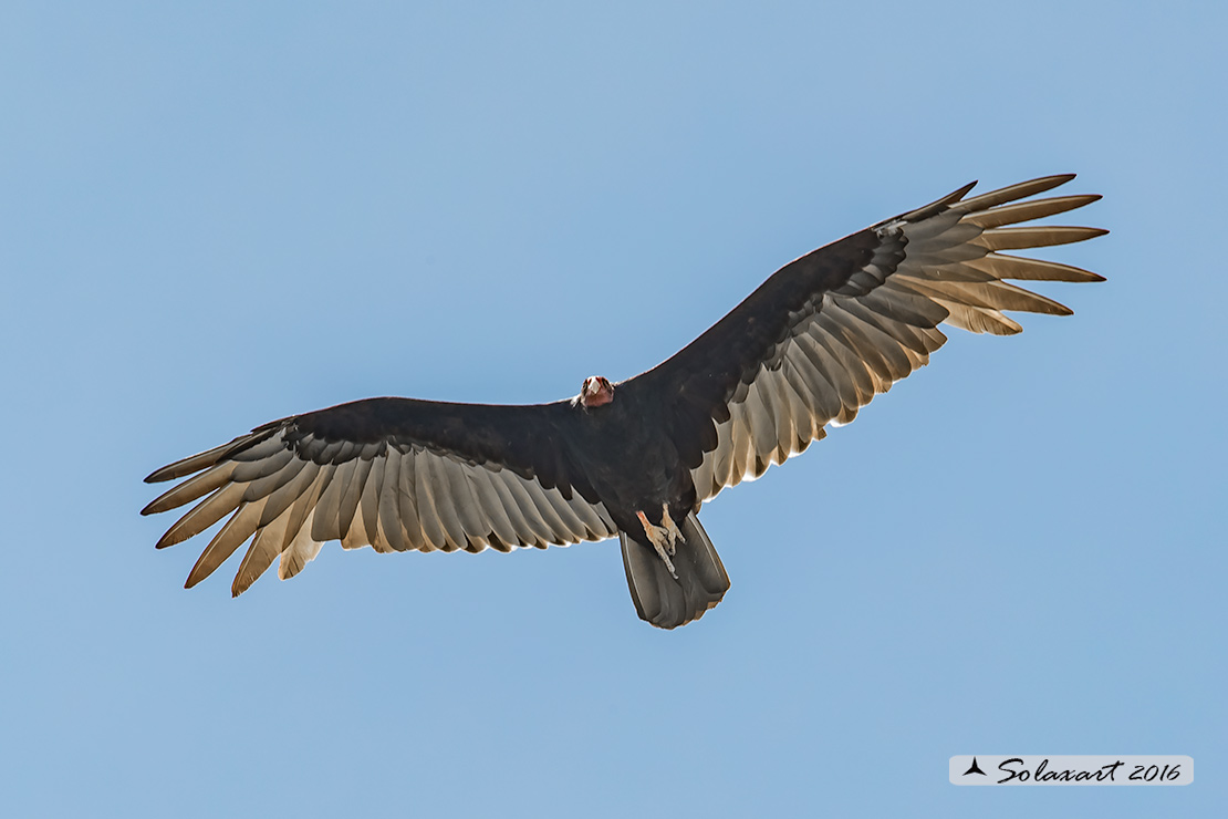 Cathartes aura:   Avvoltoio collorosso;  turkey vulture