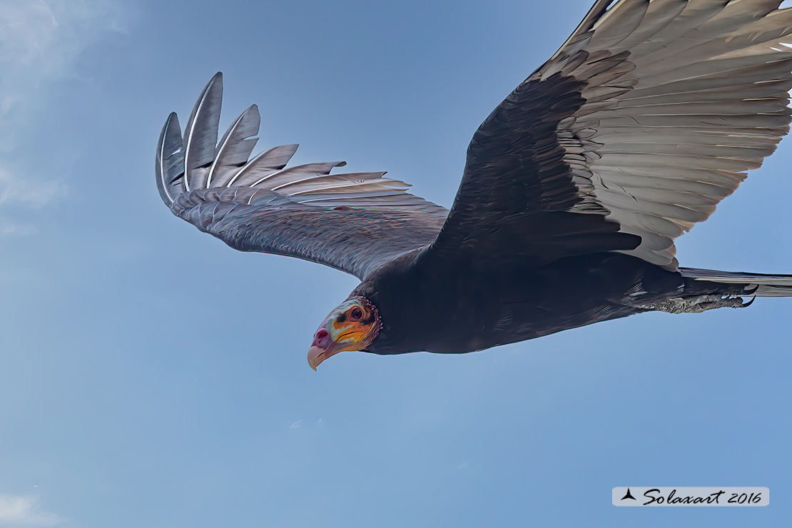 Cathartes aura:   Avvoltoio collorosso;  turkey vulture