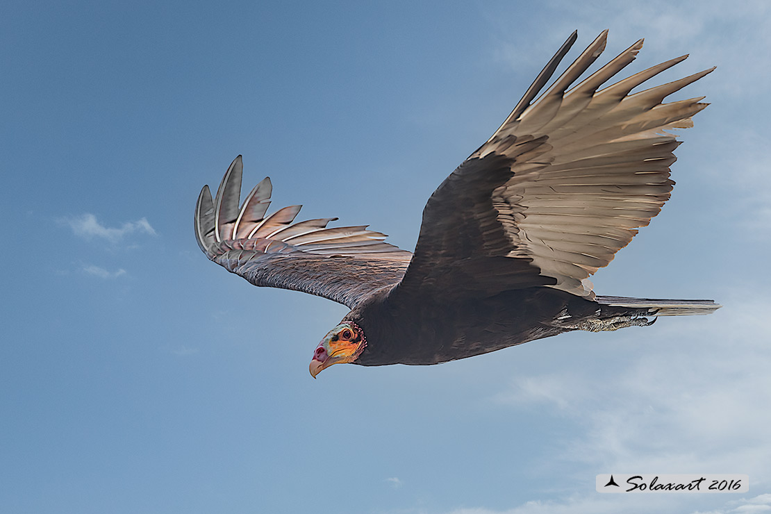 Cathartes aura:   Avvoltoio collorosso;  turkey vulture