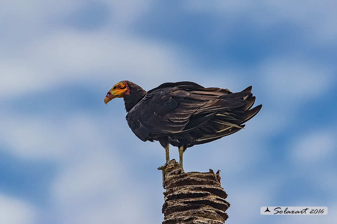 Cathartes aura:   Avvoltoio collorosso;  turkey vulture
