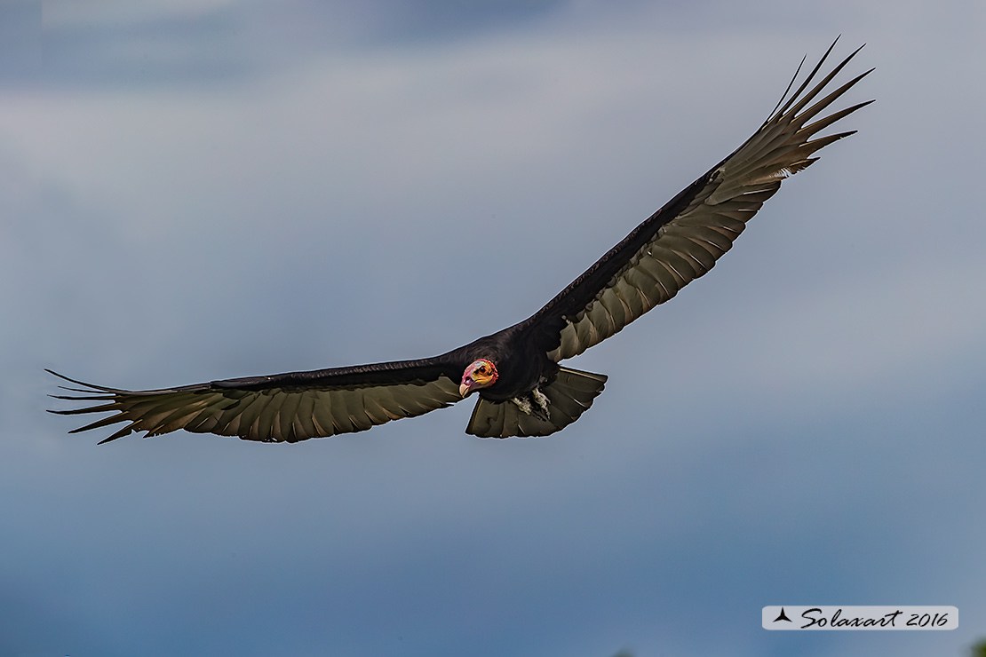 Cathartes aura:   Avvoltoio collorosso;  turkey vulture