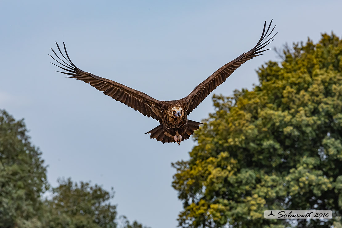 Aegypius monachus - Avvoltoio monaco - Cinereous vulture