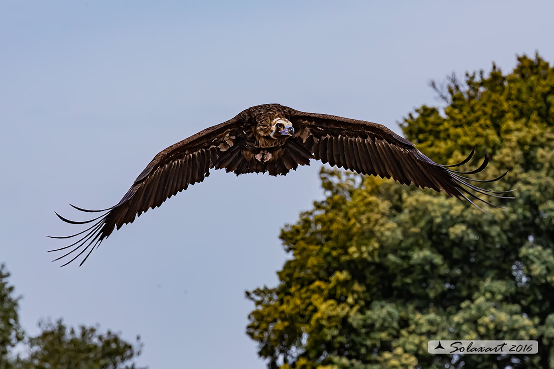 Aegypius monachus - Avvoltoio monaco - Cinereous vulture