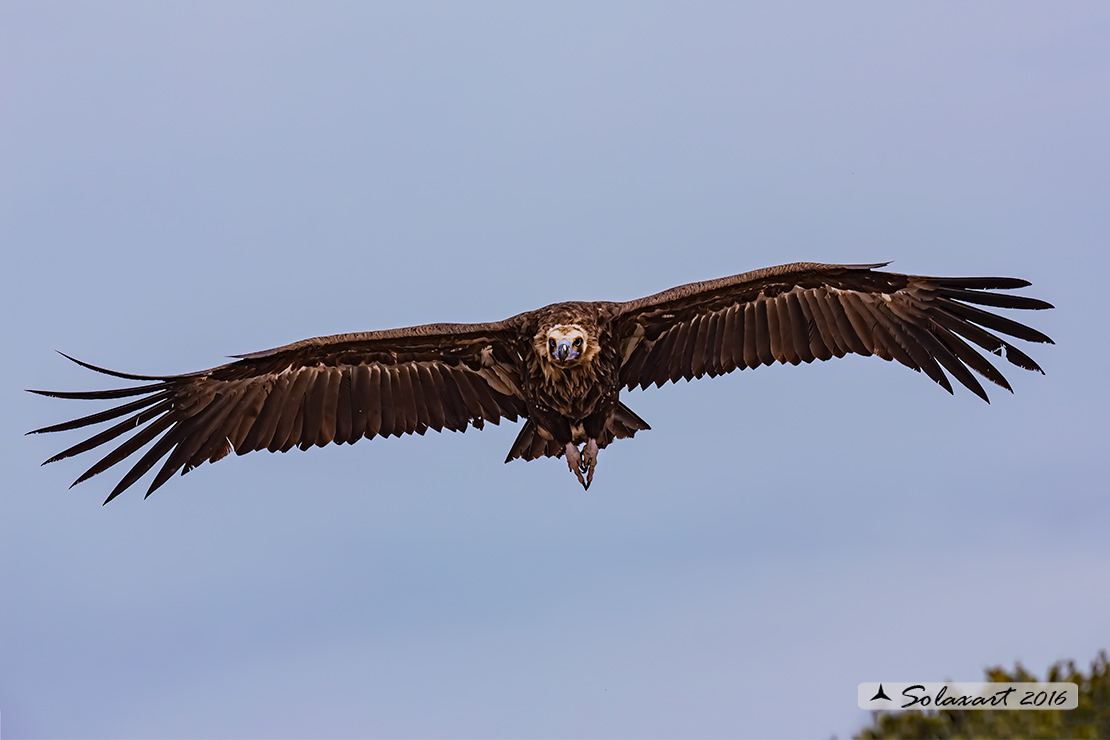 Aegypius monachus - Avvoltoio monaco - Cinereous vulture