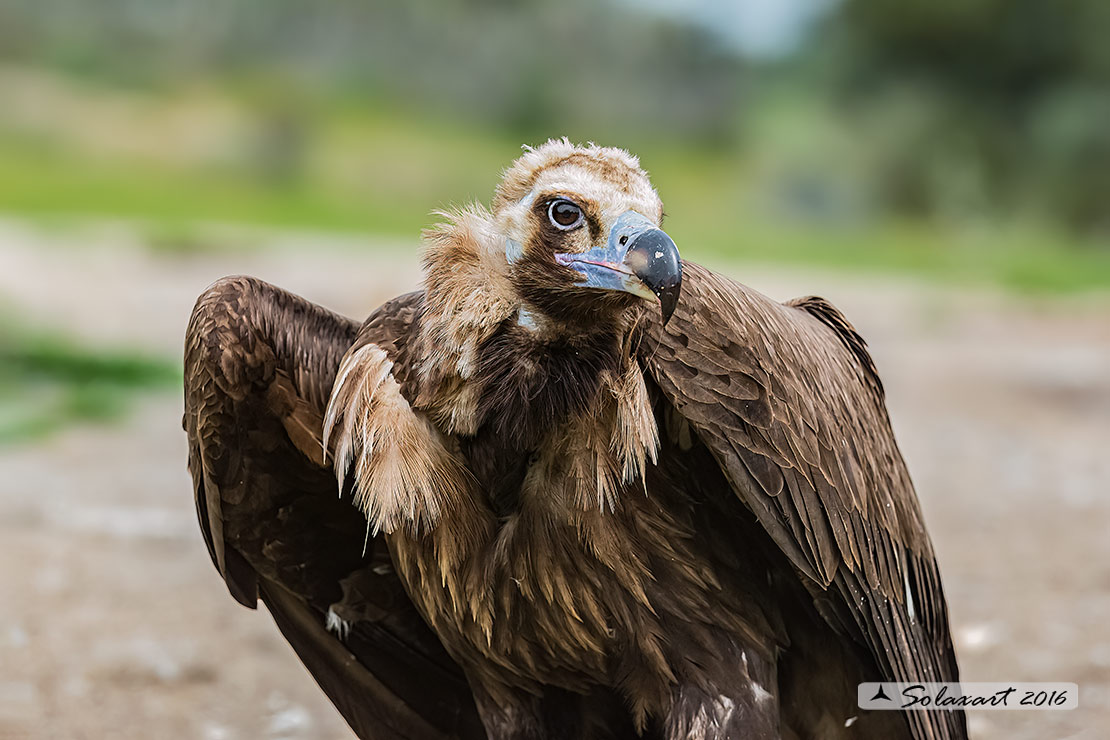 Aegypius monachus - Avvoltoio monaco - Cinereous vulture