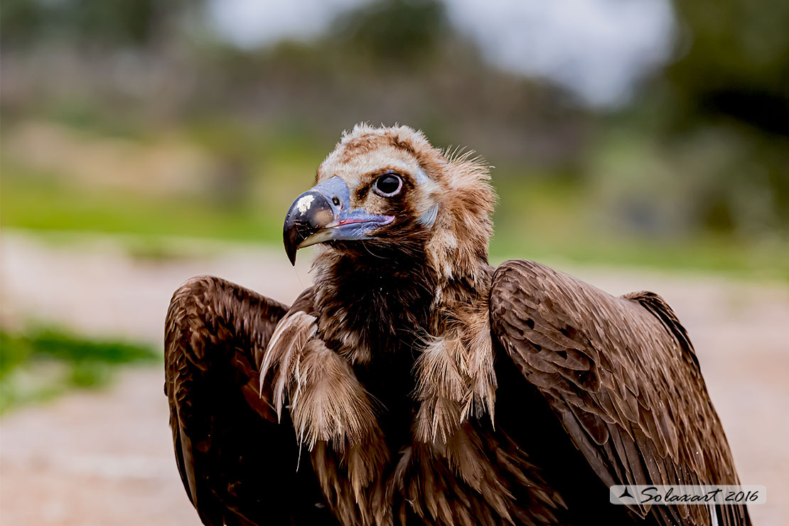 Aegypius monachus - Avvoltoio monaco - Cinereous vulture