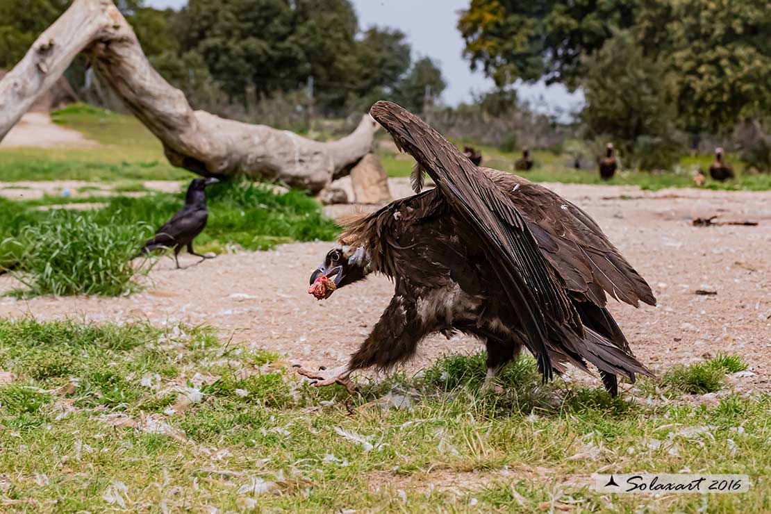 Aegypius monachus - Avvoltoio monaco - Cinereous vulture