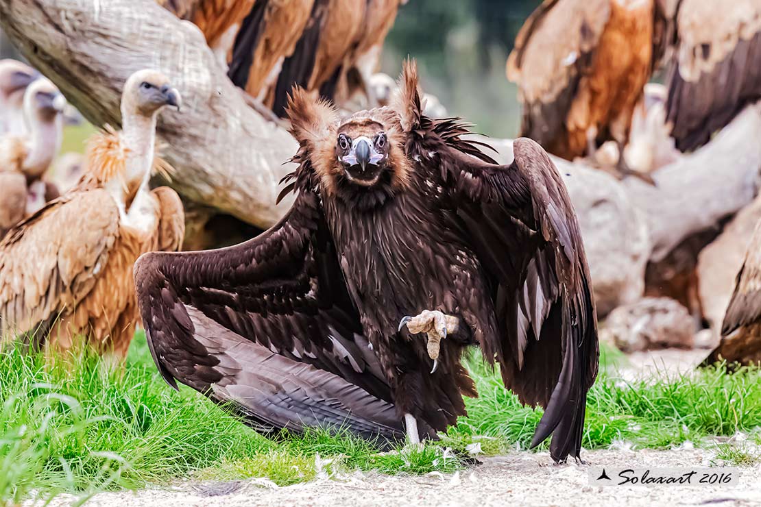 Aegypius monachus - Avvoltoio monaco - Cinereous vulture