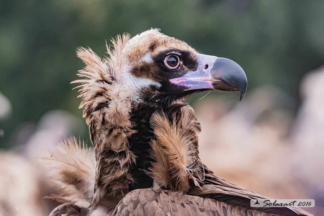 Aegypius monachus - Avvoltoio monaco - Cinereous vulture