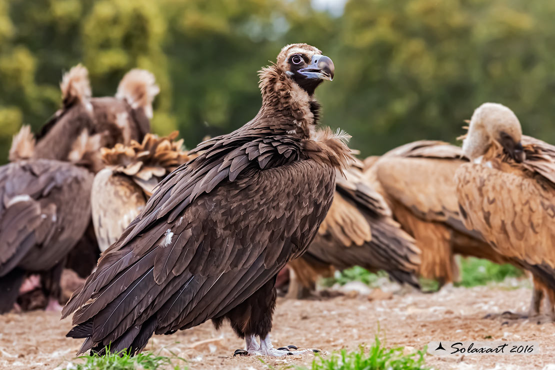 Aegypius monachus - Avvoltoio monaco - Cinereous vulture