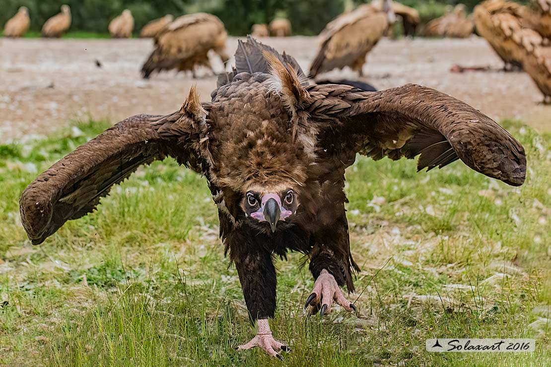 Aegypius monachus - Avvoltoio monaco - Cinereous vulture
