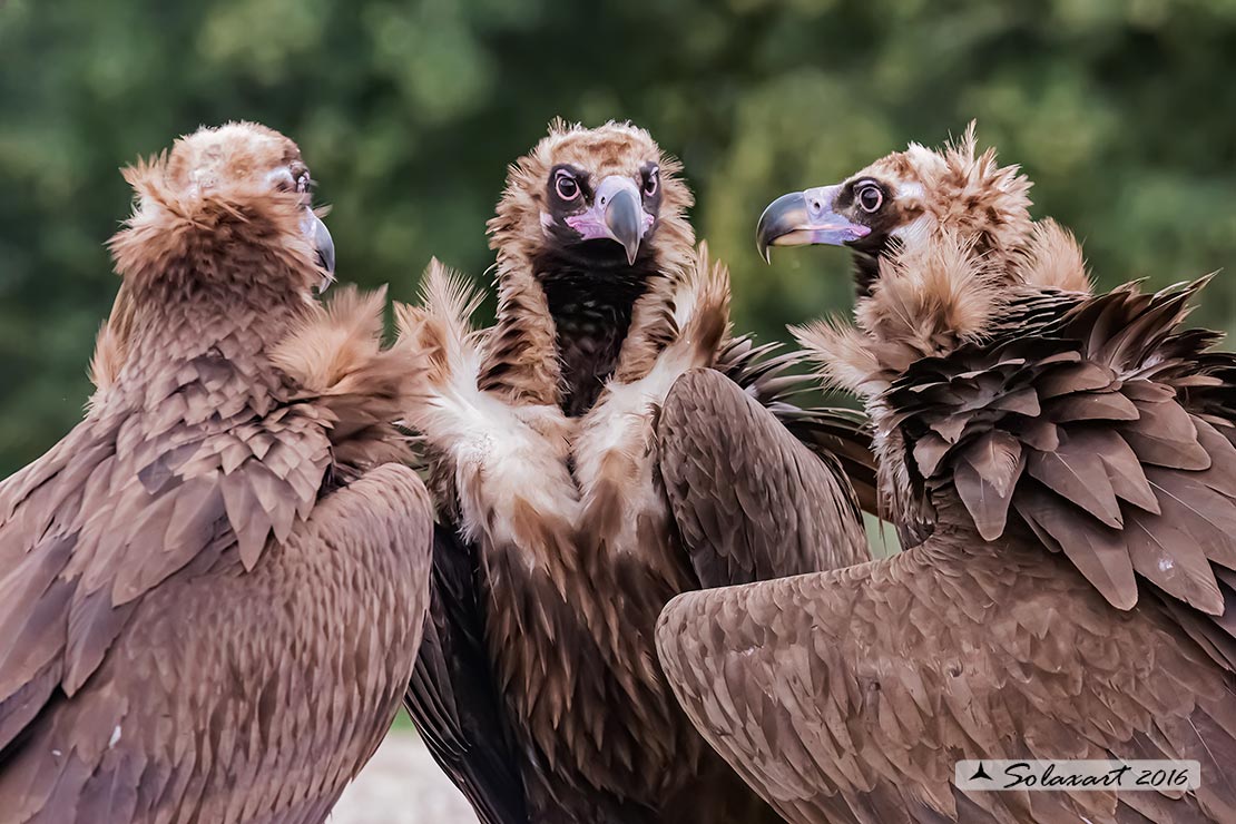 Aegypius monachus - Avvoltoio monaco - Cinereous vulture