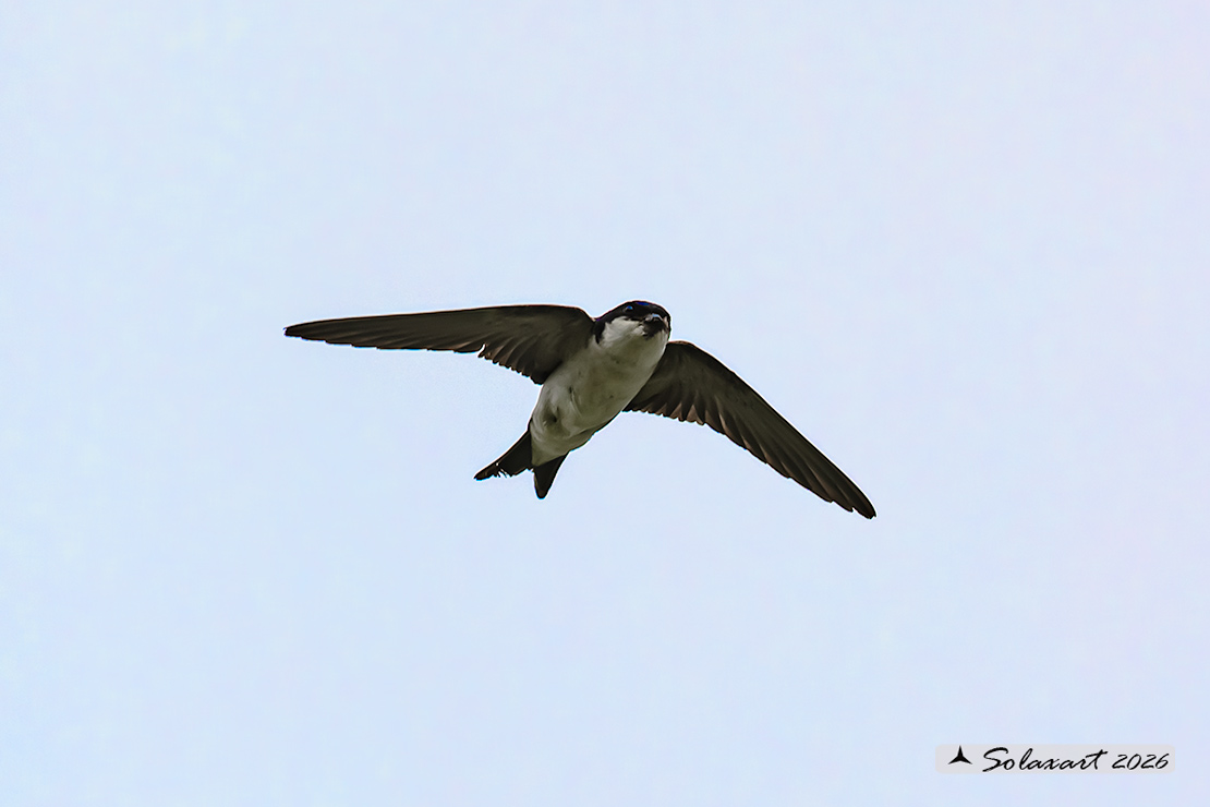 Delichon urbicum - Balestruccio - Northern House-Martin