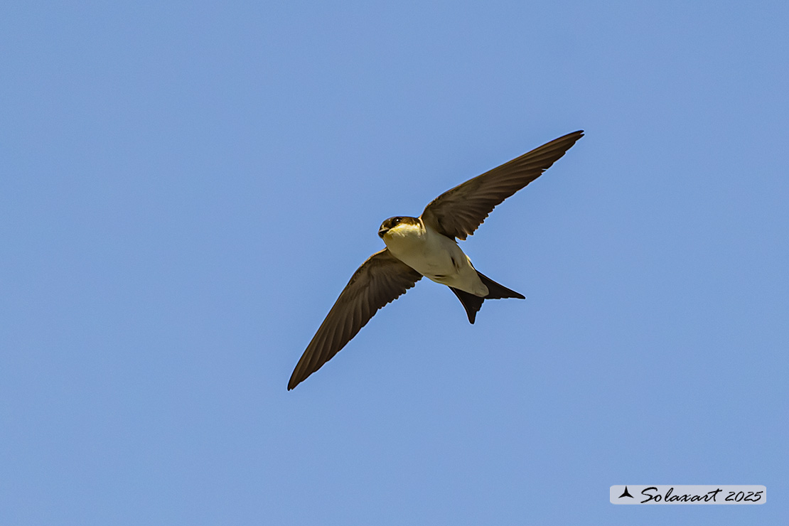 Delichon urbicum - Balestruccio - Northern House-Martin