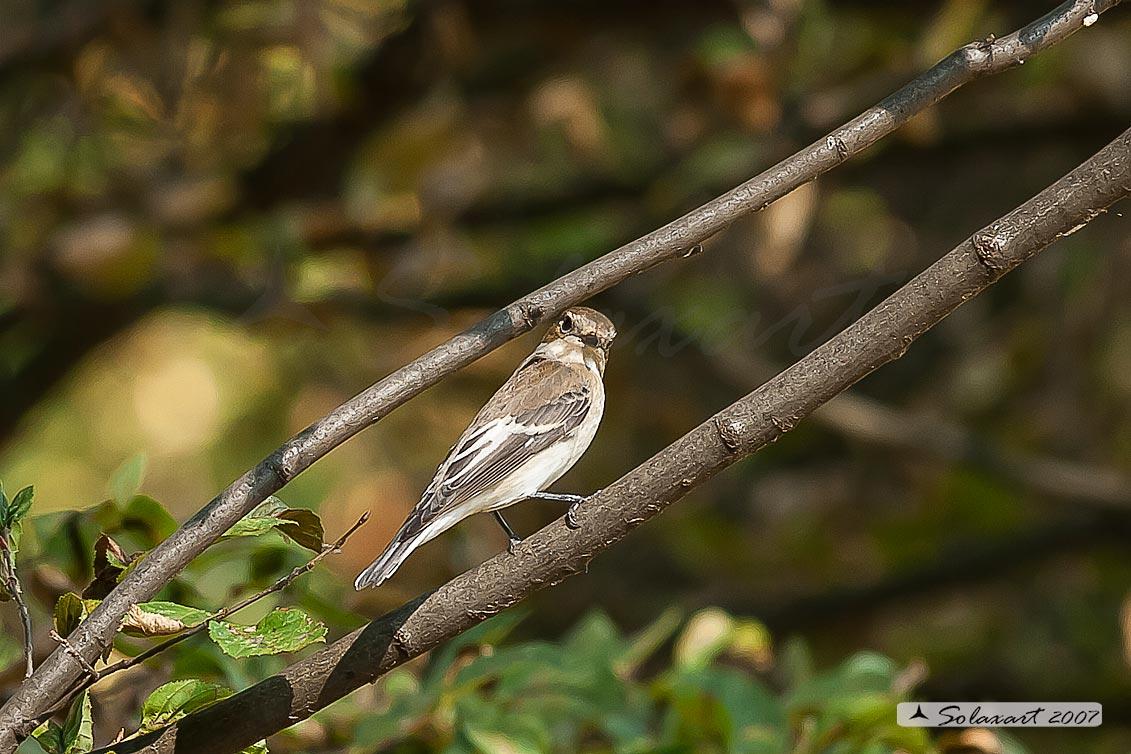 Balia Nera (Ficedula hypoleuca) in abito post nuziale