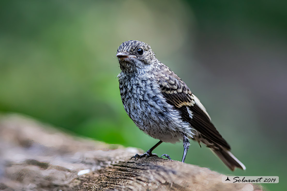 Ficedula albicollis;  Balia dal collare (immaturo) - Collared flycatcher (unripe)