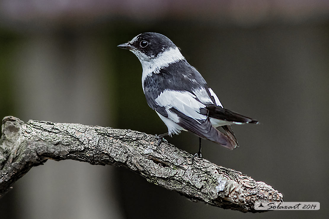 Ficedula albicollis; Balia dal collare (maschio) - Collared flycatcher (male)