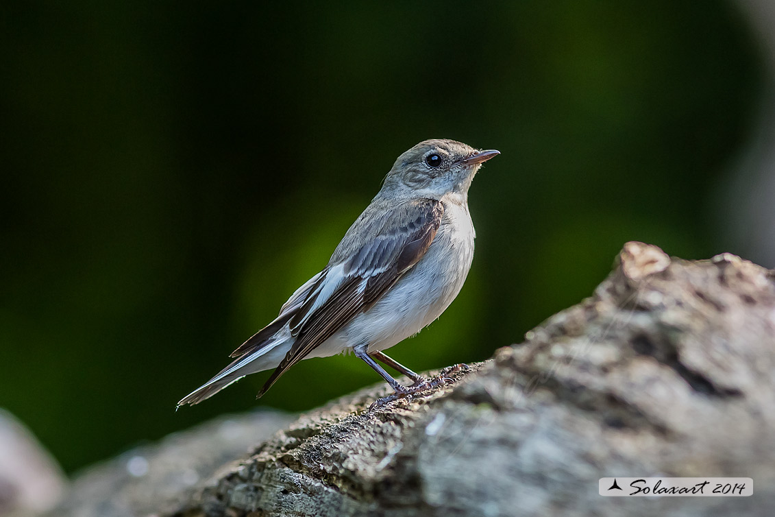 Ficedula albicollis;  Balia dal collare (femmina) - Collared flycatcher (female)