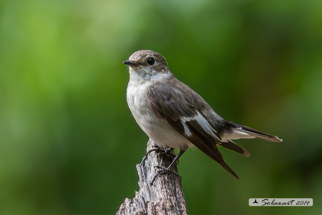 Ficedula albicollis;  Balia dal collare (femmina) - Collared flycatcher (female)