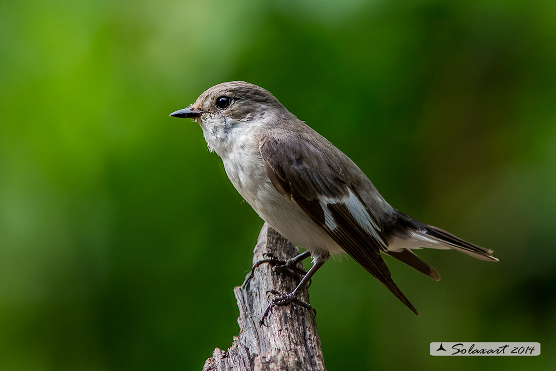 Ficedula albicollis;  Balia dal collare (femmina) - Collared flycatcher (female)