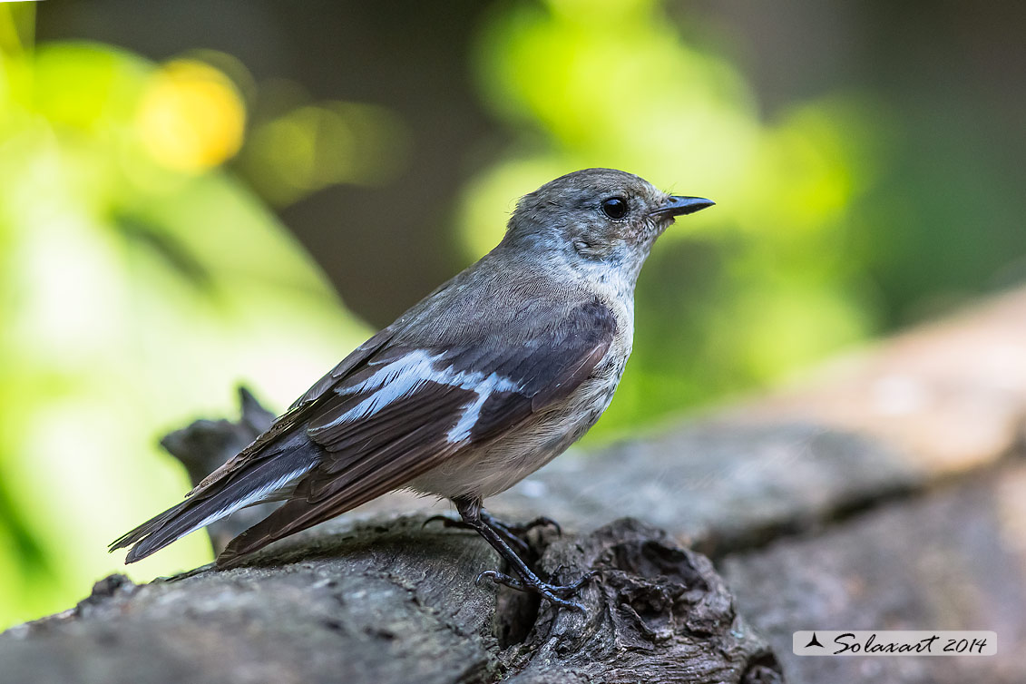 Ficedula albicollis;  Balia dal collare (femmina) - Collared flycatcher (female)