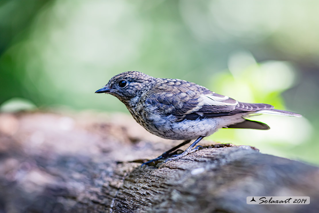 Ficedula albicollis;  Balia dal collare (immaturo) - Collared flycatcher (unripe)