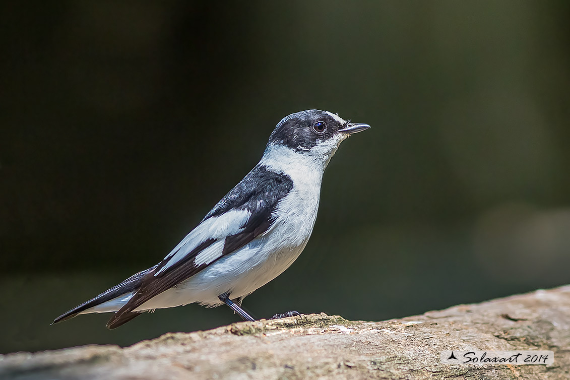 Ficedula albicollis;  Balia dal collare (maschio) - Collared flycatcher (male)