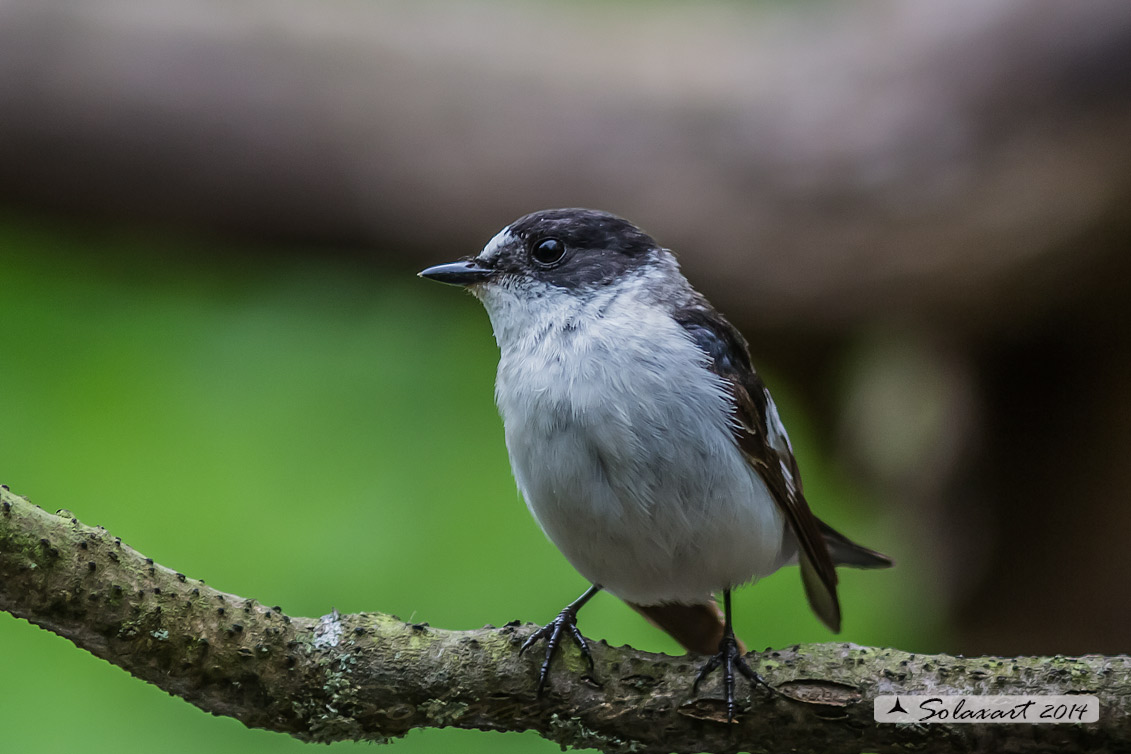 Ficedula albicollis;  Balia dal collare (maschio) - Collared flycatcher (male)