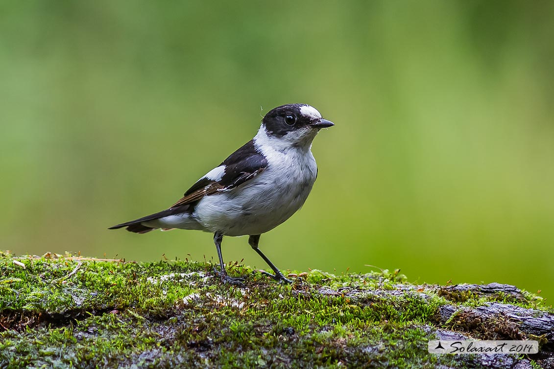 Ficedula albicollis;  Balia dal collare (maschio) - Collared flycatcher (male)