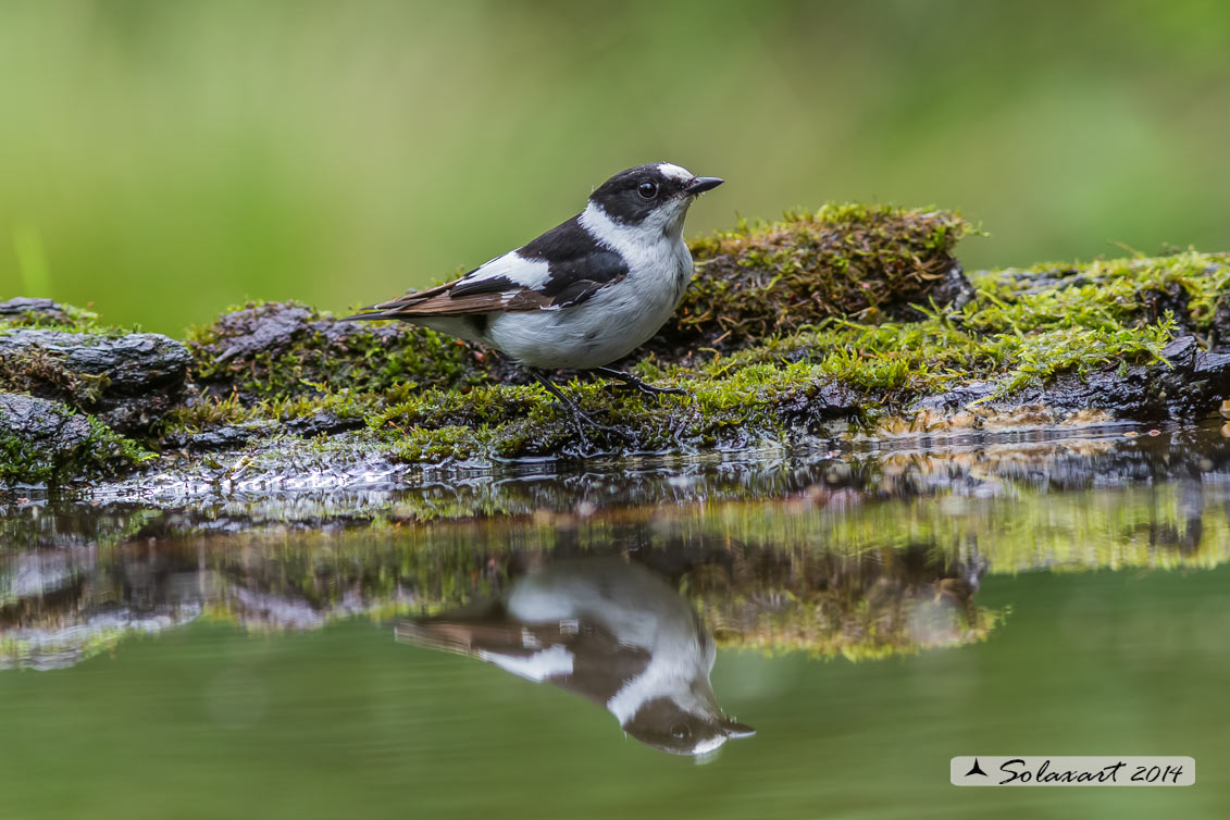 Ficedula albicollis;  Balia dal collare (maschio) - Collared flycatcher (male)