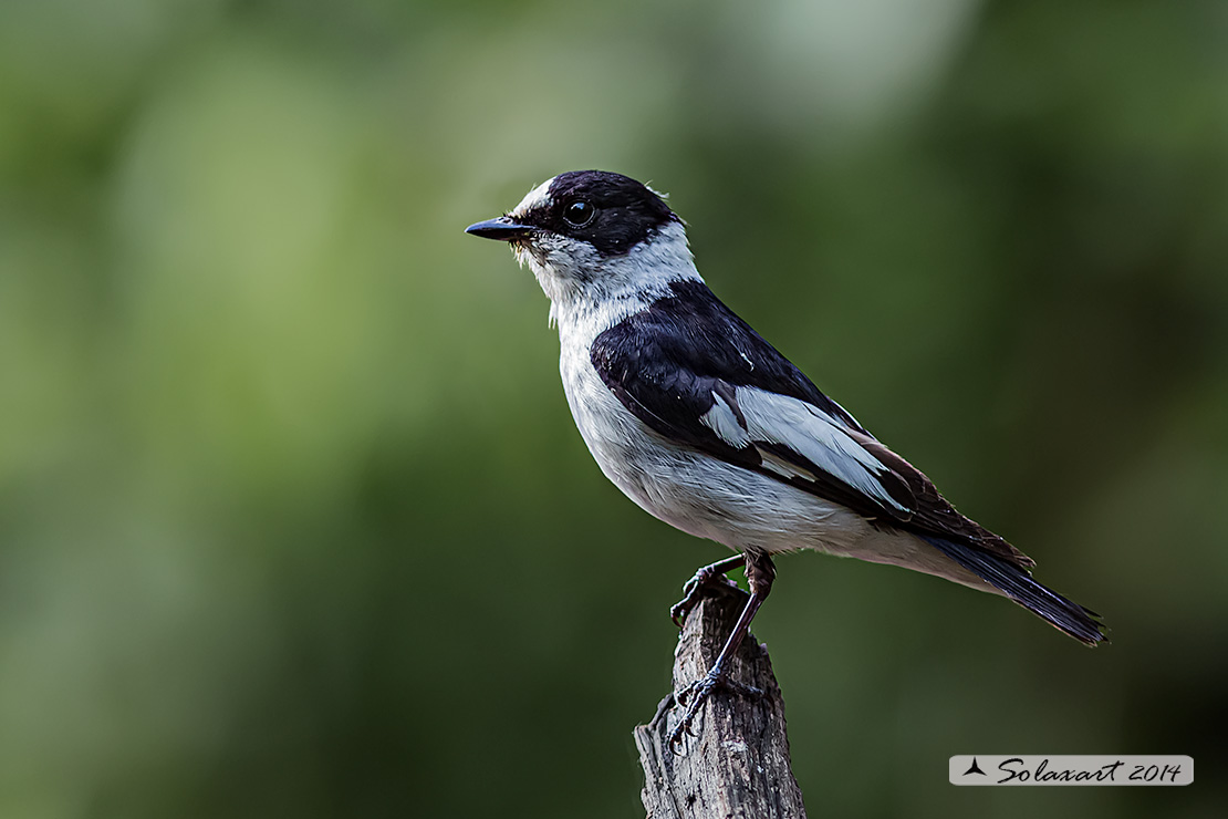 Ficedula albicollis;  Balia dal collare (maschio) - Collared flycatcher (male)