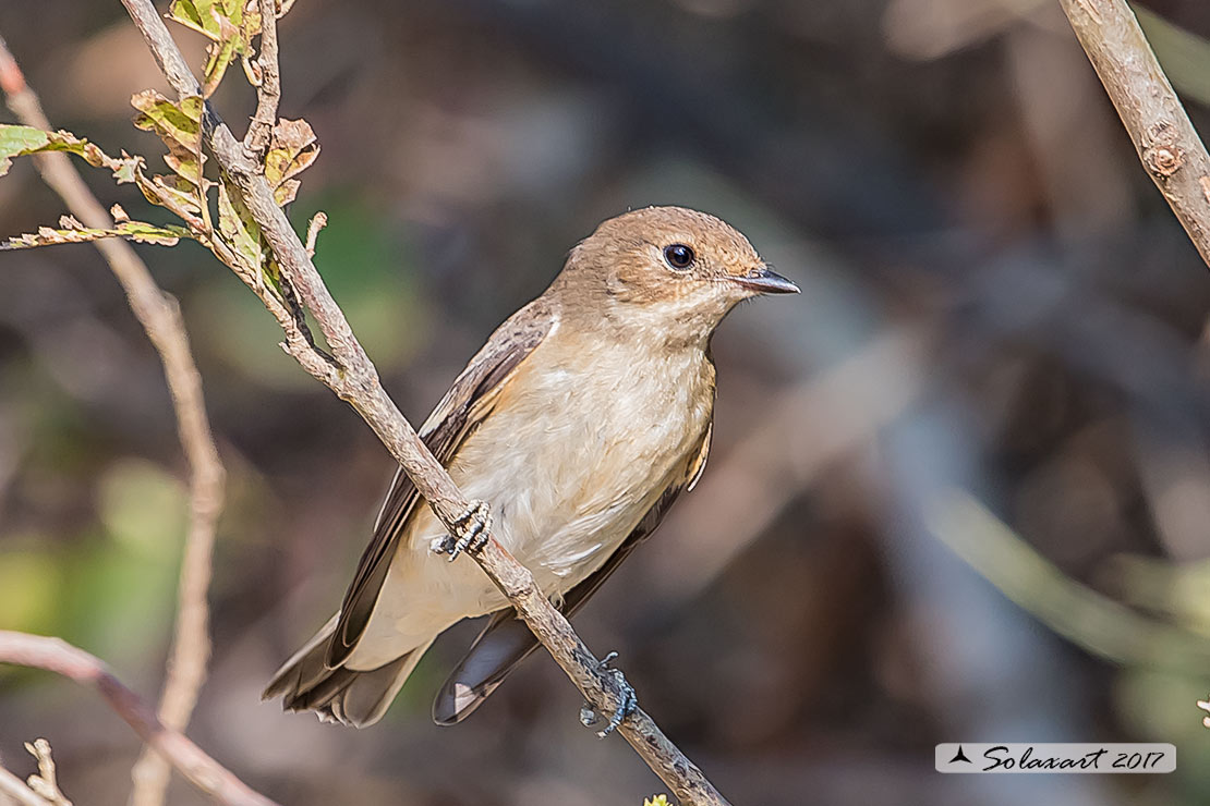 Ficedula hypoleuca - Balia Nera (femmina) - Pied Flycatcher (female)