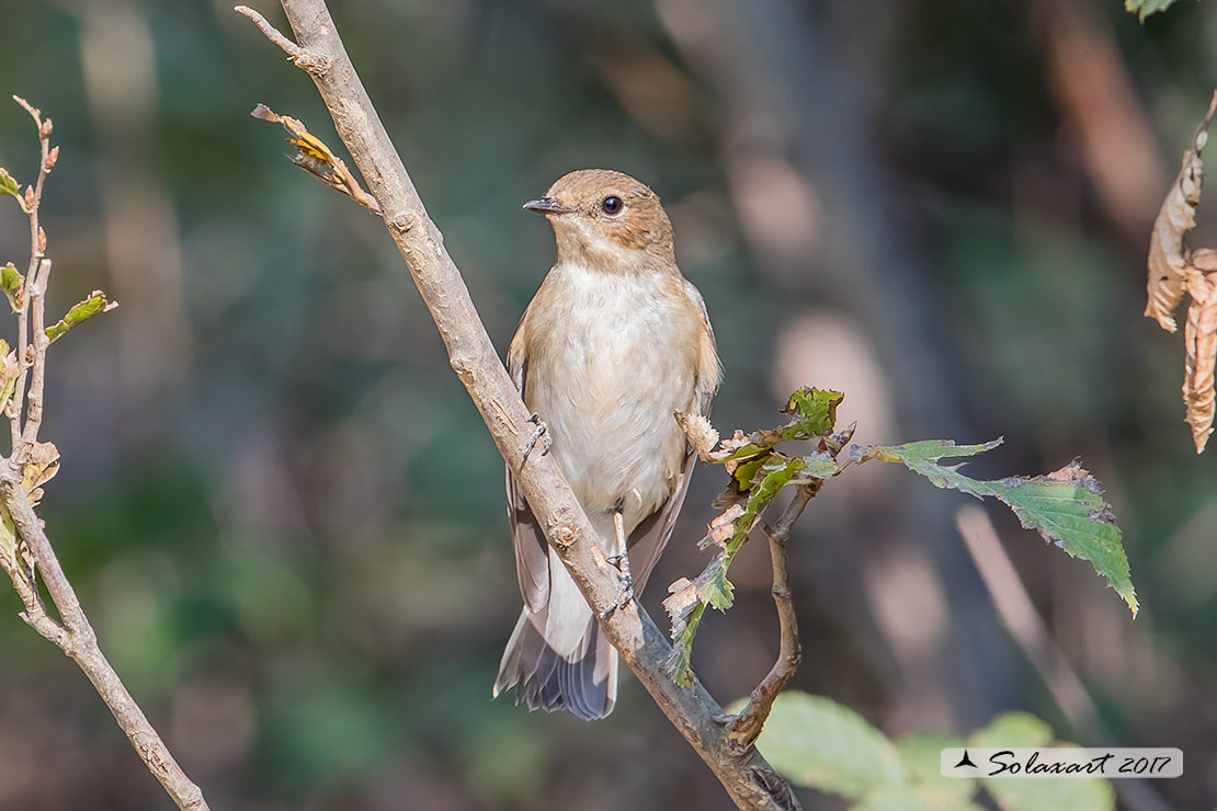 Ficedula hypoleuca - Balia Nera (femmina) - Pied Flycatcher (female)