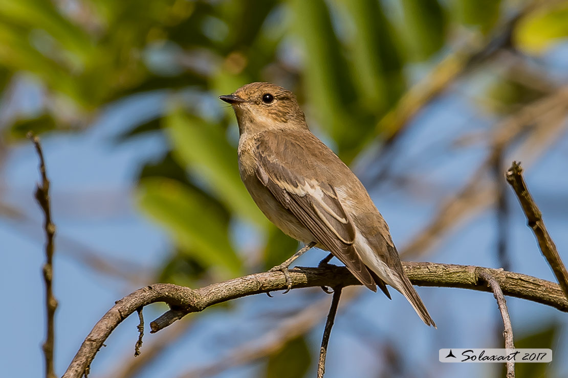 Ficedula hypoleuca - Balia Nera (maschio immaturo) - Pied Flycatcher (juvenile male)