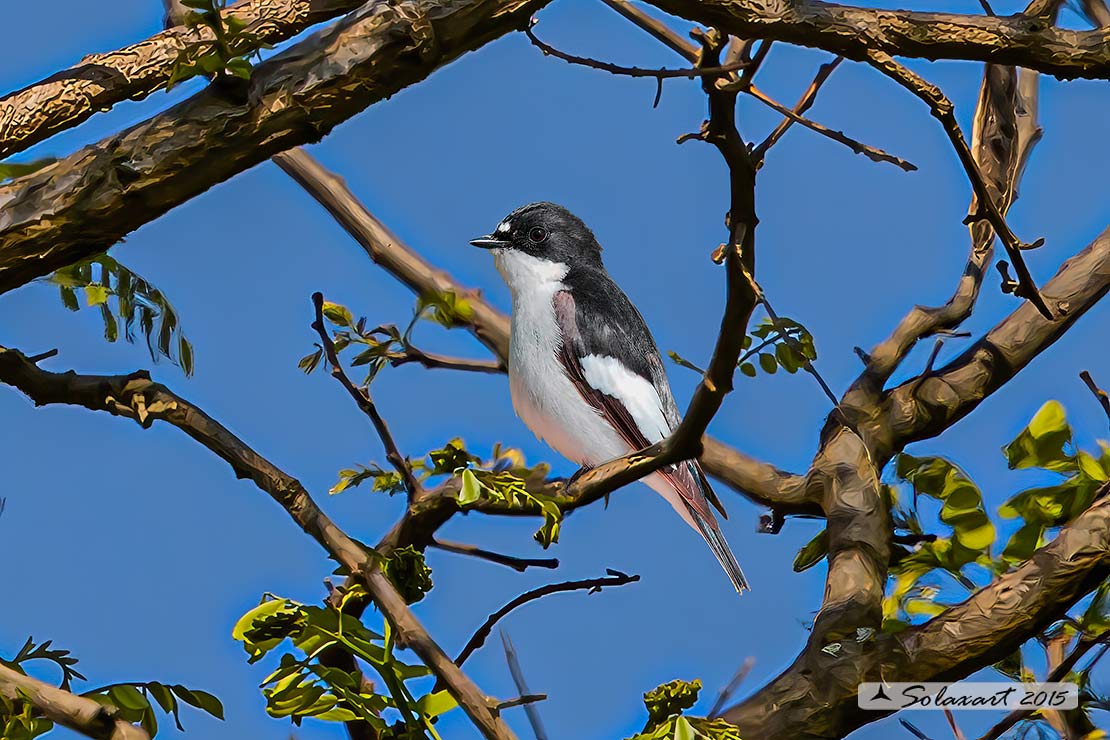 Ficedula hypoleuca - Balia Nera - Pied Flycatcher