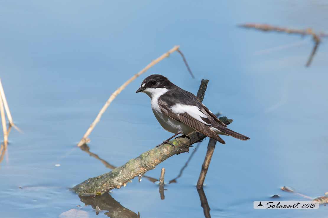 Ficedula hypoleuca - Balia Nera - Pied Flycatcher