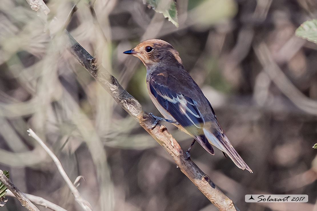 Balia Nera (Ficedula hypoleuca) in abito post nuziale