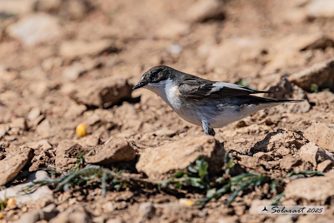 Ficedula hypoleuca - Balia Nera - Pied Flycatcher