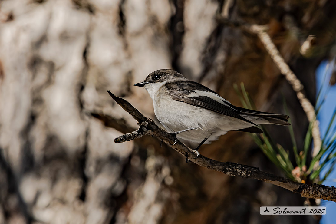 Ficedula hypoleuca - Balia Nera - Pied Flycatcher