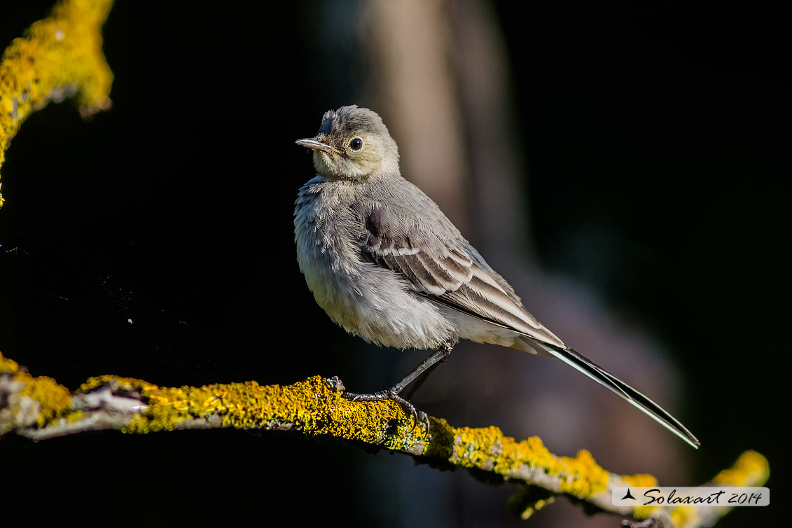 Motacilla alba:  Ballerina bianca  (femmina); White wagtail (female)