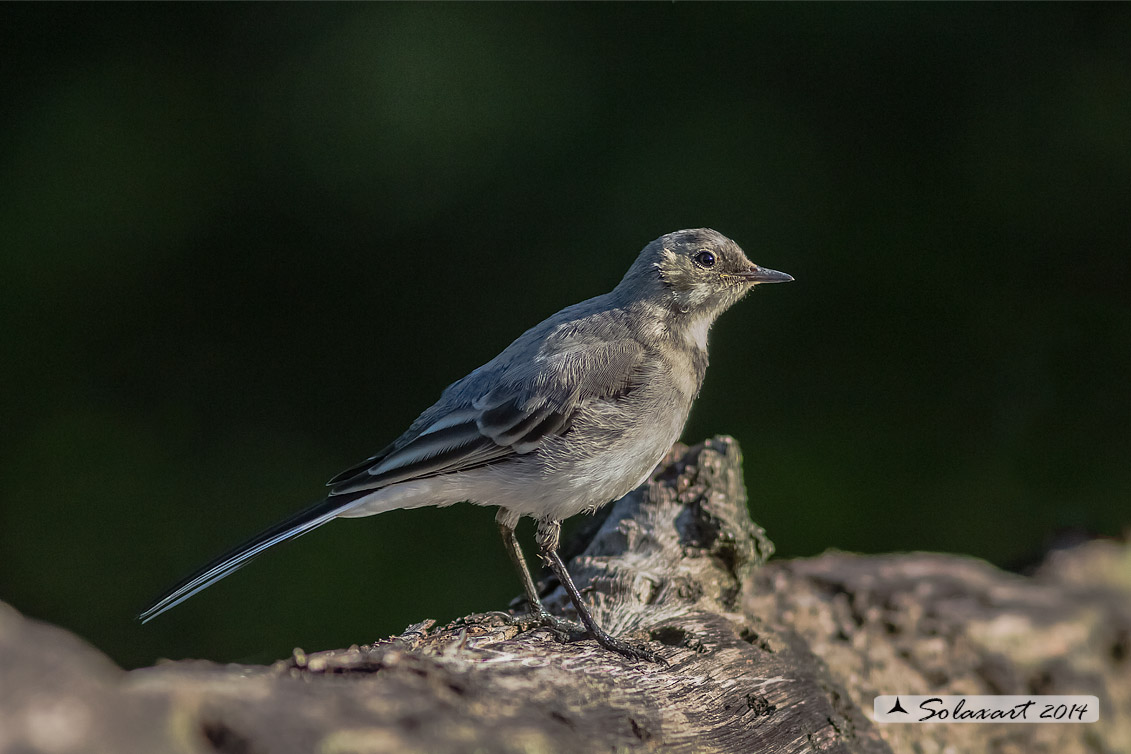 Motacilla alba:  Ballerina bianca  (femmina); White wagtail (female)