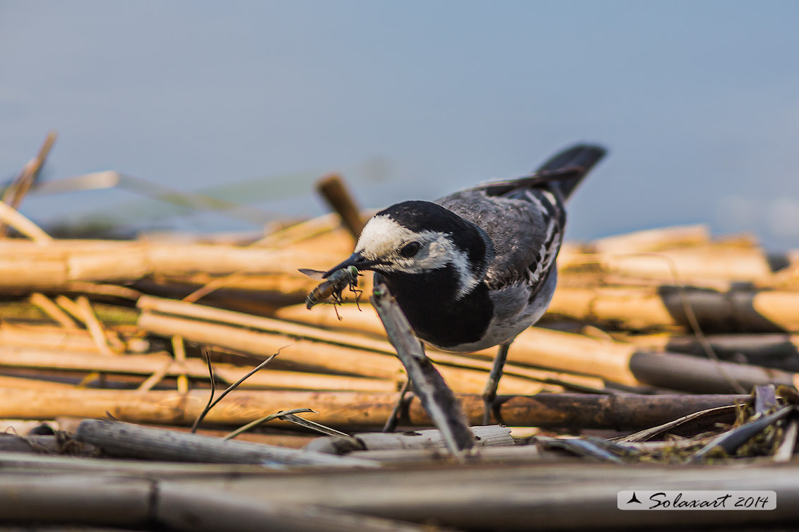 Motacilla alba:  Ballerina bianca  (maschio); White wagtail (male)