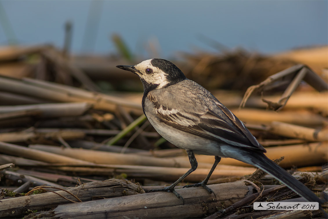 Motacilla alba:  Ballerina bianca  (maschio); White wagtail (male)