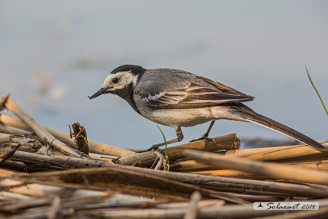 Motacilla alba:  Ballerina bianca  (maschio); White wagtail (male)